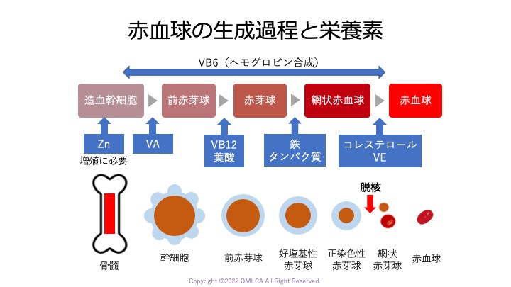 https://www.kiryu-omlca.jp/wps/wp-content/uploads/2023/03/赤血球の生成過程と栄養素.jpg